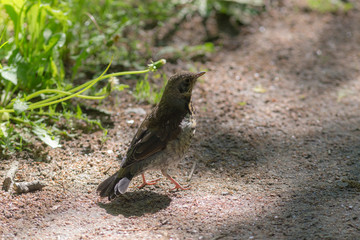 portrait of chick snowbird