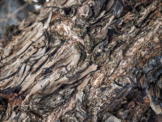 Trunk of a tropical tree. Texture of the bark. Thailand