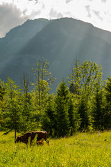 magnificent landscape of mountains in Slovenia, lake Bohinj