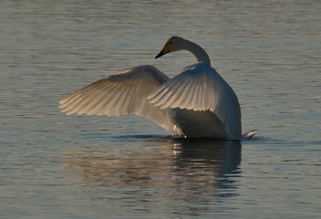 Fototapeta premium Swan idyll in the sunset. Russia. Altai territory. Protected freezing lake near the village of harvest in which live year-round wild swans and ducks.