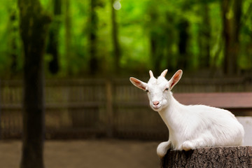 Obraz premium white domestic goat on the farm, green forest background