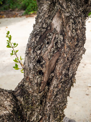 Trunk of a tropical tree. Texture of the bark. Thailand