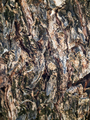 Trunk of a tropical tree. Texture of the bark. Thailand