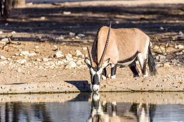 Gemsbok, a large oryx antelope, and the national symbol of Namibia, hunted mainly for their...