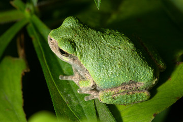 Gray tree frog on a fern leaf in Connecticut.