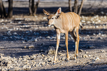 Kudu at an artificial water hole in a Namibian forest, Namibia.