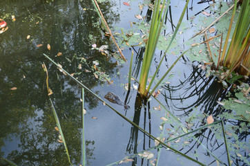 Alligator in the Swamp 2