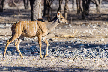 Kudu at an artificial water hole in a Namibian forest, Namibia.