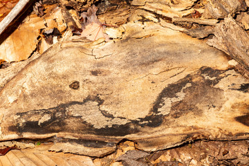 Patterned old weather beaten wood in Sunapee, New Hampshire.