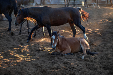 Obraz premium horses in the paddock at the stables,filmed at sunset