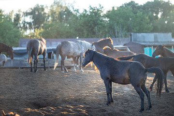 horses in the paddock at the stables,filmed at sunset