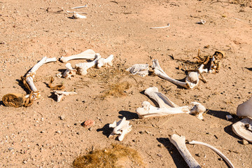 Bones of a horse on the roadside in Namibia.  When horses reach the end of their useful life, they are released to forage for themselves and die in the desert.