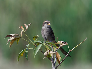 Yellow-billed shrike (Corvinella corvina)