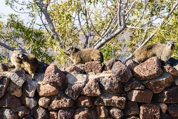 Rock hyrax, a small rodent closely related to elephants.  Namibia
