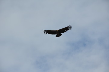 Naklejka premium Quiero seguir volando