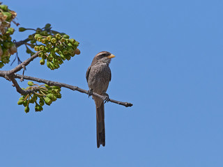 Yellow-billed shrike (Corvinella corvina)