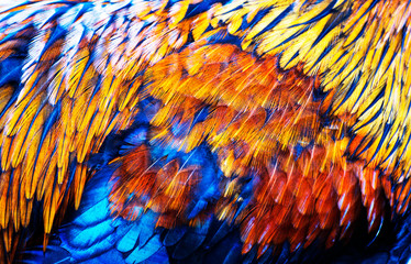 Fototapeta premium Beautiful nature background, close up details texture of Wild chicken bird feathers