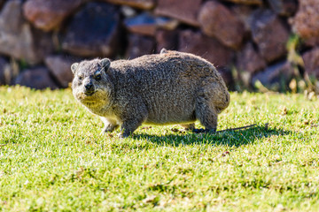 Rock hyrax, a small rodent closely related to elephants.  Namibia