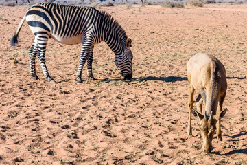 Obraz na płótnie Canvas Young hartebeest and a mountain zebra foraging for food on the edge of the Namib desert, Namibia