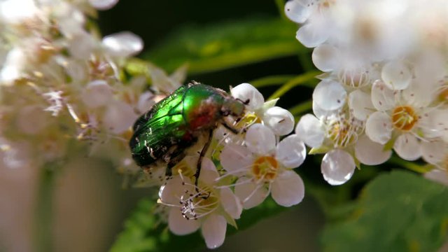 Beetle on a white inflorescence in spring. Bronzovka golden or June beetle crawls along the flower and collects nectar. Crataegus monogyna in spring. White inflorescences sway in the wind. Flowers of 