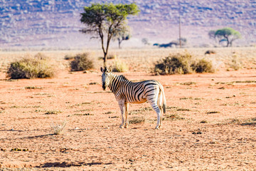 Fototapeta na wymiar African plain zebra in the Kalahari Desert of Namibia