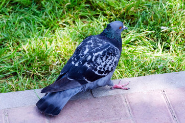 A gray pigeon stands on a lawn city park.
