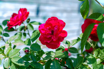 red roses bush on green garden background