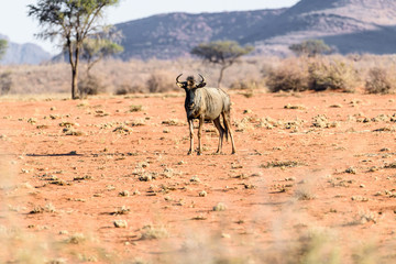 Fototapeta na wymiar Blue wildebeest on the arid savannah of Namibia.