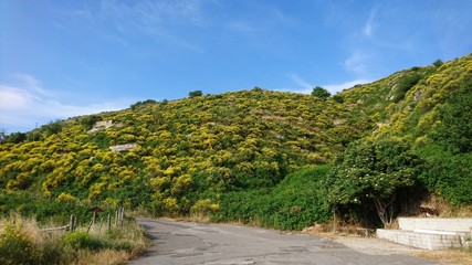 Stechginster auf Sizilien