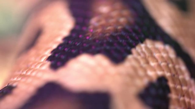 Macro footage of snake pythons skin