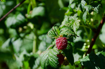 branch of ripe raspberries in a garden