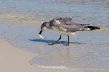 shore bird eating at shoreline on beach