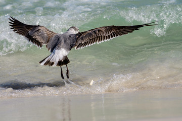 shore bird landing in waves at beach