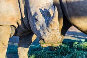 White rhino eats some rare fresh grass, Namibia © Stephen
