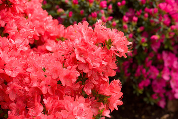 Close up on the beautiful Azalea (Rhododendron) Simsii Rex at the Botanical Garden Berlin-Dahlem, Germany