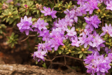 Rhododendron hippophaeoides at the Botanical Garden Berlin-Dahlem, Germany