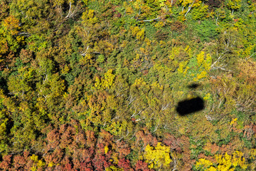 Shadow of Cable Car on Forest Green Background