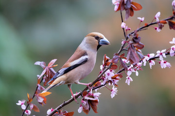 Hawfinch on a branch in the forest in Noord Brabant in the south of the Netherlands