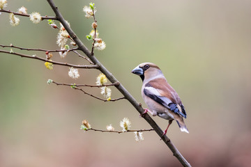 Hawfinch on a branch in the forest in Noord Brabant in the south of the Netherlands