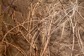 desert plants , dry natural area 
