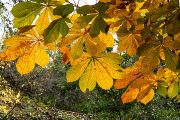 Forest of the Alhambra in Autumn, a special place in Granada (Spain)