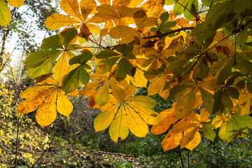 Forest of the Alhambra in Autumn, a special place in Granada (Spain)