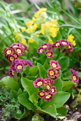 Beautiful primula