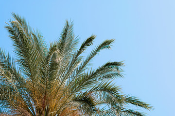Obraz na płótnie Canvas Palm against the blue sky. Tropical plants concept. Background.