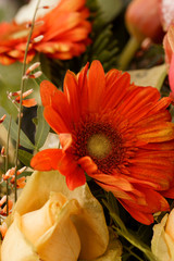 Macro on frozen a frozen orange gerbera Daisy flower. Frozen in time.