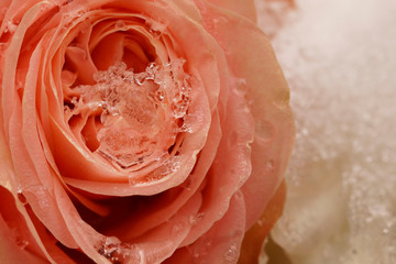 Macro on single frozen pink rose. Funeral arrangement covered in snow.