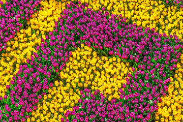 Aerial view of a field of tulips