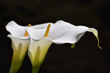 White Calla Lilies in Solid Black Background