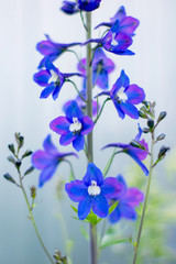 Fototapeta na wymiar Purple flower on a sunny summer day