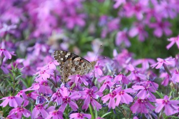 Burdock - a day butterfly in a flower garden